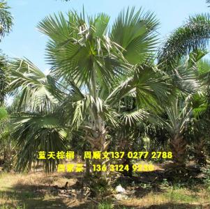霸王棕