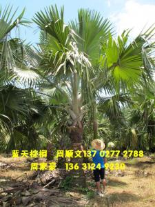 霸王棕